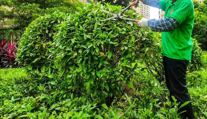 淮北绿化工程领域腐败专项整治