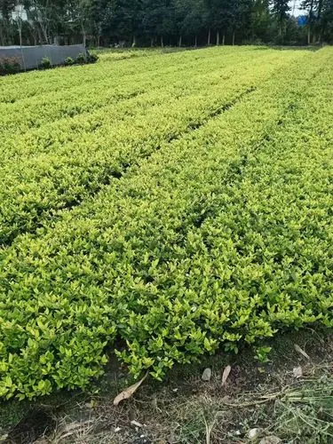市政绿化工程需要穿反光背心吗